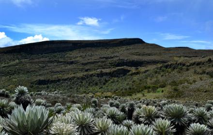 Vista de frailejones en un páramo suramericano, en una fotografía de archivo.
