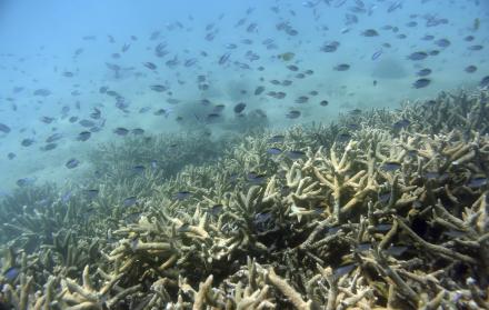 Las temperaturas excesivamente cálidas de los océanos “impulsadas por el cambio climático son la nueva normalidad” -agrega el documento- y estos extremos de calor aumentan el riesgo de colapso de ecosistemas marinos cruciales.