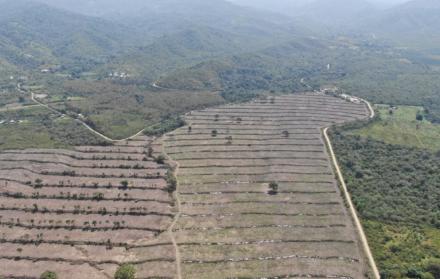 tala ilegal en Manabí