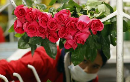 Colombia florece para (7712609)