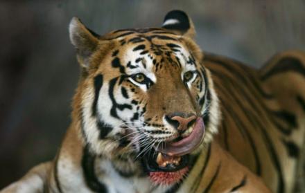Un tigre de bengala en foto de archivo.