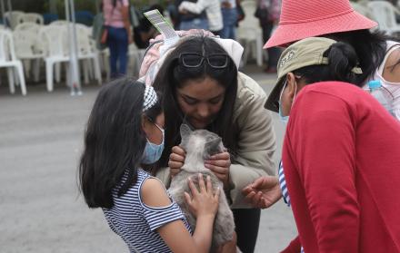 Una treintena de mascotas acompañaron a los ecuatorianos en el segundo vuelo humanitario.