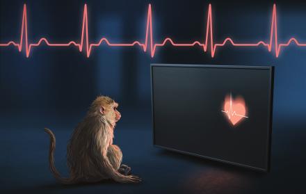Los macacos rhesus son capaces de percibir los latidos de su propio corazón, según un nuevo estudio.