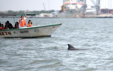 Delfines del Golfo de Guayaquil