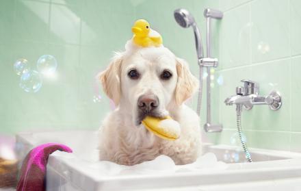 Baño del perro