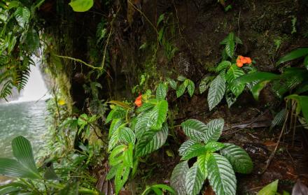 Fotografía cedida por Riley Fortier que muestra plantas