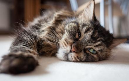 Gato anciano