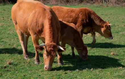 Imagen de archivo de unas vacas pastando en un prado.
