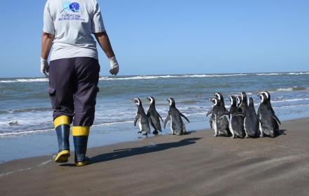 Las aves marinas fueron liberadas la semana pasada en la localidad de San Clemente del Tuyú, al sur de la provincia de Buenos Aires, aunque fue hoy cuando se informó del proceso.