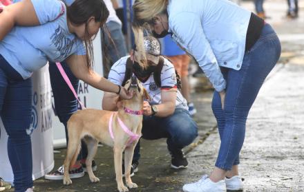 Feria Adopcion Perros y Gatos en el Parque de los Ceibos  5