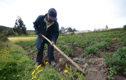 Adultos+agricultura