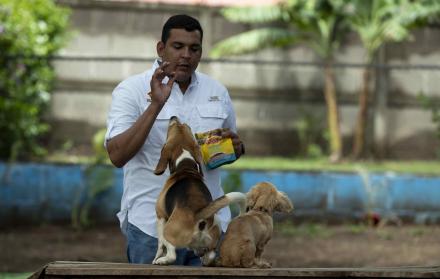 El entrenador canino Alfredo Pérez entrena a dos perros en La Escuela Canina de Nicaragua hoy, en Managua (Nicaragua).