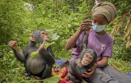 En cuanto Banalia, una chimpancé de un año, llegó el pasado diciembre al centro de rehabilitación de primates de Lwiro, en el este de la República Democrática del Congo (RDC), los veterinarios empezaron a tratar su malnutrición severa, sus heridas y sus t