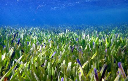 La planta más grande del mundo -un organismo marino de unos 200 kilómetros cuadrados- más de tres veces la isla de Manhattan- fue hallada en el oeste de Australia por científicos que determinan que tiene unos 4.500 años de antigüedad, según un estudio pub