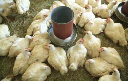 Imagen de archivo de una granja de pollos en Harare, Zimbabue.