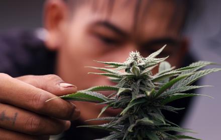 La manifestación busca que en Brasil se permita la siembra y el consumo de cannabis, tanto con fines medicinales como recreativos, y que se pueda explotar el potencial económico de los productos a base de esta hierba en ambientes apropiados.