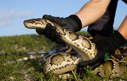Fotografía cedida por la Comisión de Conservación de Pesca y Vida Silvestre de Florida (FFWCC) donde se aprecia la mano de una persona mientras atrapa a una serpiente pitón, el pasado martes 14 de junio en los Everglades al sur de la Florida (EE. UU).