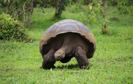 Fotografía de una tortuga gigante el 13 de noviembre de 2021 en la isla de Santa Cruz, en el archipiélago de Galápagos (Ecuador).