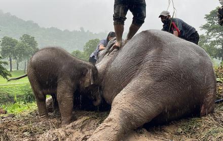 Un bebé elefante y su madre fueron rescatados este miércoles en los alrededores del Parque Nacional de Khao Yai de Tailandia tras desplomarse por una zanja de dos metros de profundidad.