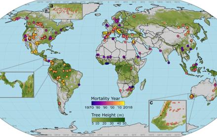 distribución global