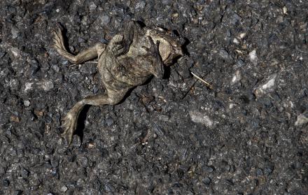 En la foto, un sapo muerto en Folgoso do Courel, tras el paso del fuego.