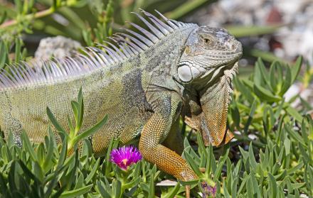 Mundo_Medioambiente_Especies introducidad_EE UU_Florida