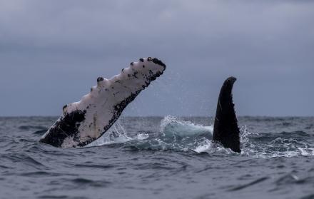 ballenas jorobadas