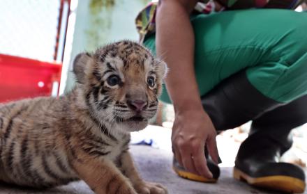 Fotografía de un cachorro de tigre de Bengala, el único sobreviviente de un camada nacida en cautiverio en el Parque Zoológico Nacional, el 3 de agosto de 2022, en La Habana (Cuba).
