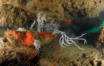 Imagen de archivo de Gorgonias y esponjas (Crambe crambe), tomada por la expedición Oceana Ranger de los fondos submarinos del golfo de Cádiz.