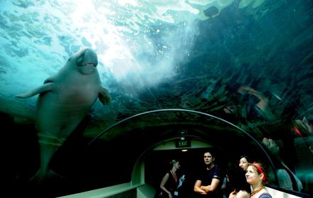 En la image de archivo, un dugongo nada en su hábitat en la Laguna Sirena (Mermaid Lagoon), en el Acuario de Sidney (Australia).