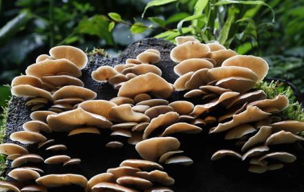 Imagen de archivo de unos hongos del bosque nuboso Palo Verde, una reserva natural ubicada en el centro de Costa Rica.