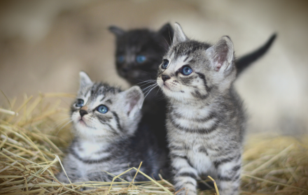 gatitos