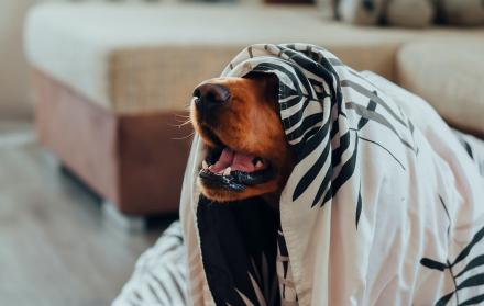 Sociedad_Mascotas_Estrés y ansiedad