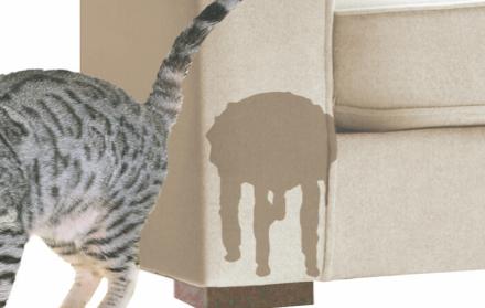 Sociedad_Mascotas_Gatos