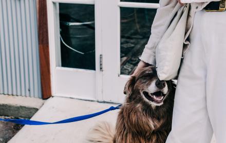 Sociedad_Mascotas_Dejar al perro amarrado