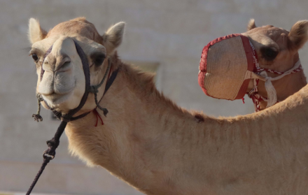 Los-camellos-son-sagrados-en-Qatar-770x450