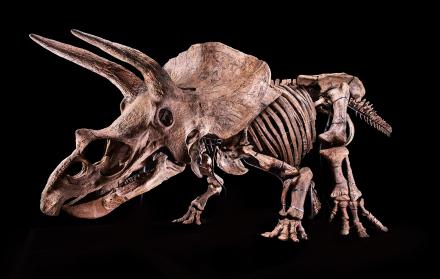 esqueleto Triceratops