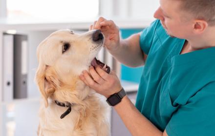 El veterinario realiza diagnóstico de la cavidad oral del animal