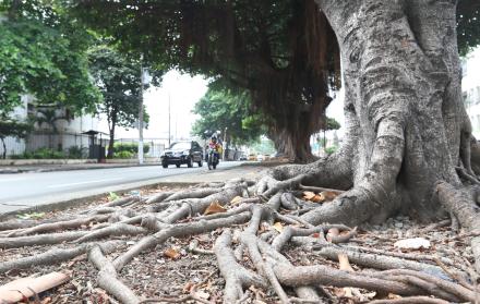 Árboles de caucho