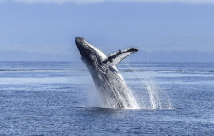 n Puerto López, Manabí, esperan que más de 40.000 turistas lleguen al avistamiento de las ballenas jorobadas.