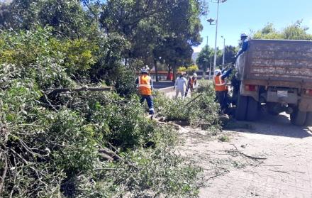 Árbol caído en el sector redondel del Mercado Mayorista.