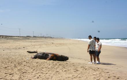 Turistas sorprendidos por la muerte de los animales