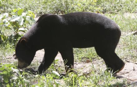 Un ejemplar de oso malayo similar al del zoológico de Hangzhou, en el este de China.