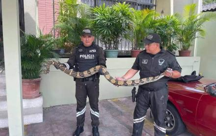 serpientes Guayaquil