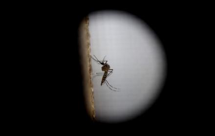 Dengue en Guatemala