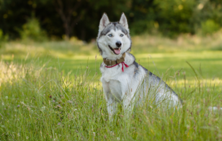 husky