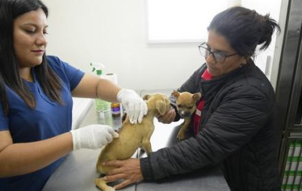 El Niño, vacunas mascotas