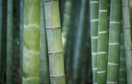 El bambú también tiene benficios para la salud