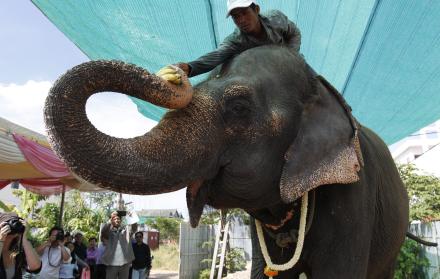 Muere Sambo, la elefanta símbolo de la capital de Camboya