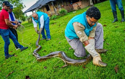Rescatan una anaconda de cuatro metros en el centro de Colombia